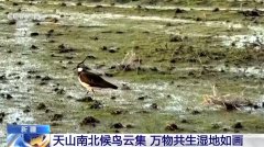 天山南北候鸟云集 新疆修复湿地留万鸟繁殖栖息